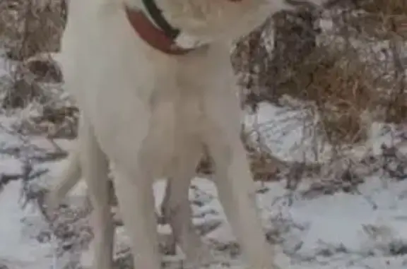 Пропала собака, Даниловское, Я...