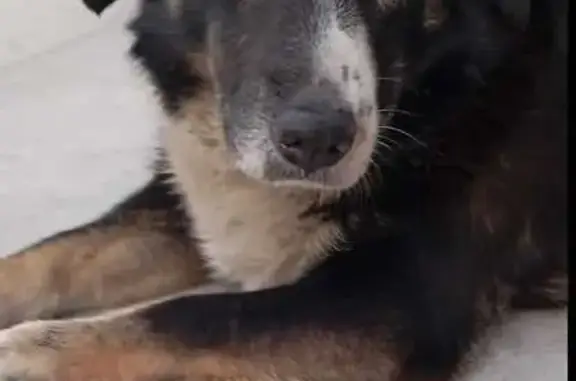 Пропала собака, Мысхакское шос...