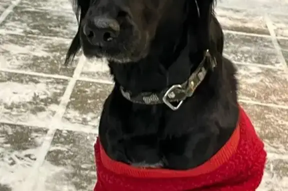 Найдена собака, Тюмень, фото: Найдена собака, Широтная 189, Тюмень