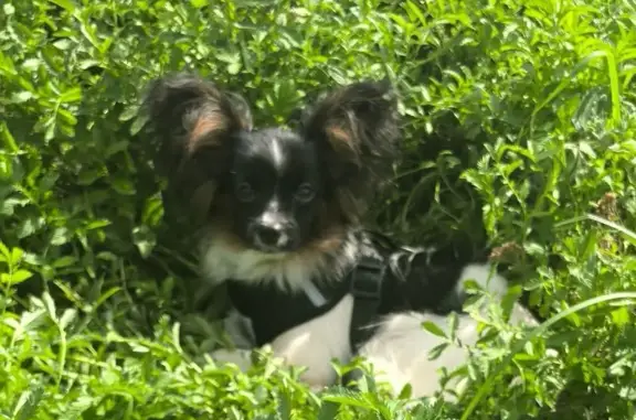 Пропала собака, ул. Байдула, 5, Чебоксары