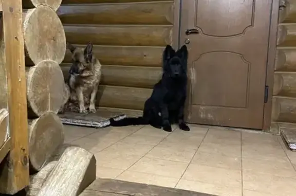 Пропала овчарка, Тверская обл., 21 дек.