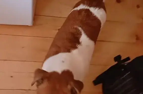 Пропала собака, д. Малинки, д.43Б