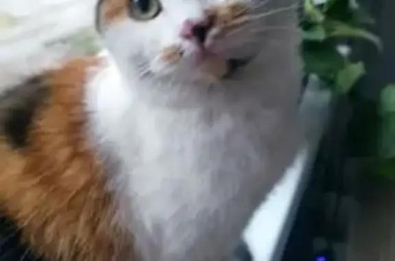 Найдена кошка, Калининград, фото: Трёхцветная кошка найдена в Калининграде