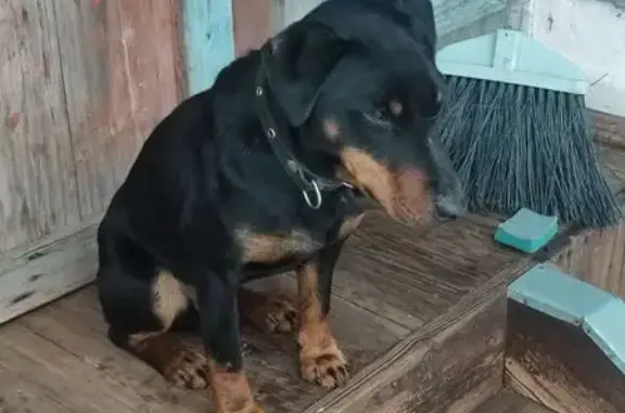 Найдена собака, Котиха, фото: Собака найдена на Южной улице, Лидовка