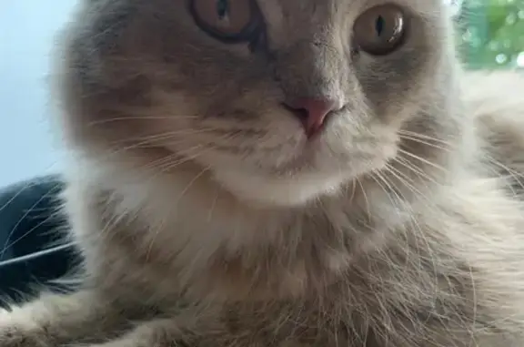 Пропала кошка на Союзной 47, Прокопьевск