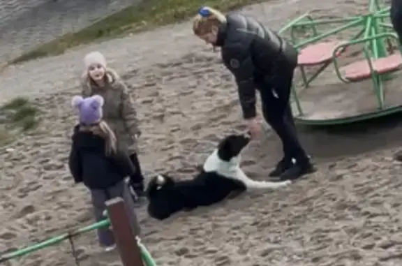 Найдена собака, Ласкино, фото: Собака найдена на Солнечной, 6, Ласкино