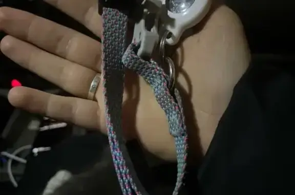 Найдена кошка, Екатеринбург, фото: Найдена кошка, Екатеринбург, ул. Рассветная, 13