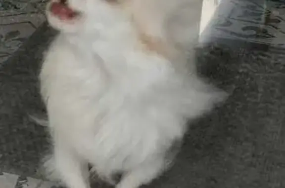 Пропала собака, Геленджикская 1, Кабардинка