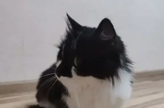 Найдена кошка, Краснодар, фото: Кошка найдена, ул. Селезнёва, Краснодар