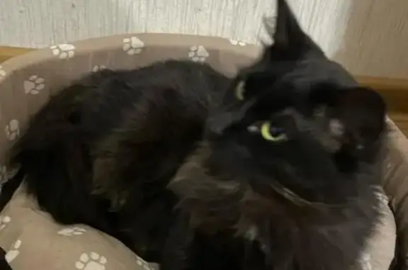 Кошки потеряшки, Чебоксары, фото: Потеряшка кот Мурзик, ул. Эльменя, Чебоксары