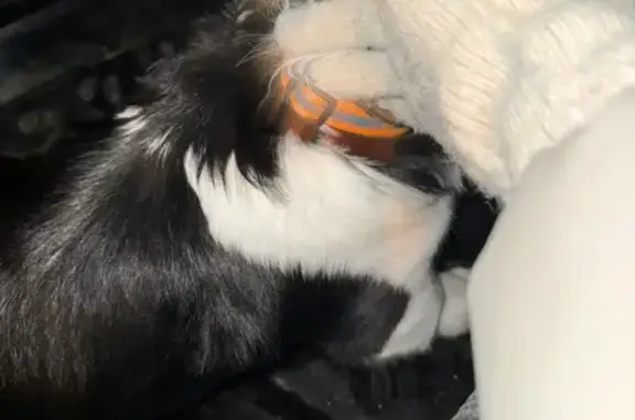 Найдена собака, Курган, фото: Собака найдена на ул. Добролюбова, 64, Курган