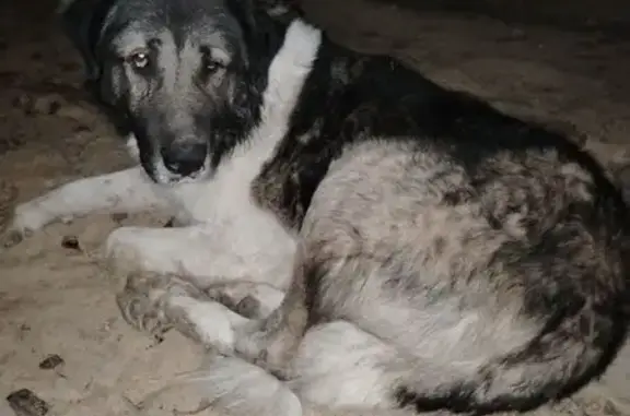 Найдена собака, Волгоград, фото: Собака найдена: ул. Тулака, Волгоград