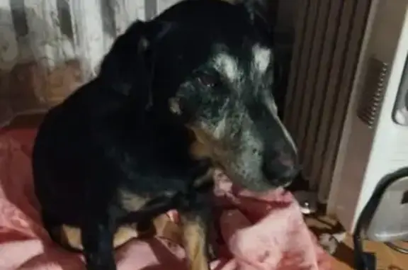 Пропал ягдтерьер Джек у озера Мариново