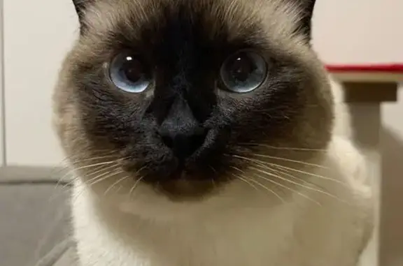 Найдена кошка, Череповец, фото: Кошка найдена: Архангельская, 114, Череповец