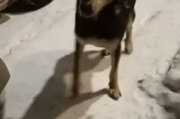 Найдена собака, Копейск, фото: Собака найдена в Копейске, пр. Коммунистический