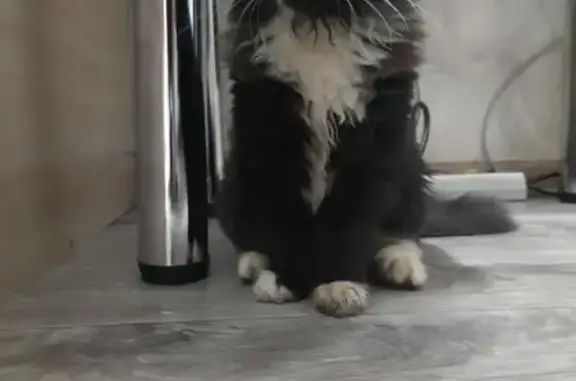 Найдена кошка, Нижний Новгород, фото: Кошка найдена: Лейт. Шмидта, 2В к1, НН