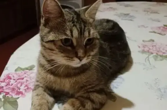 Кошки потеряшки, Курск, фото: Потеряшка кошка на ул. Пучковка, Курск