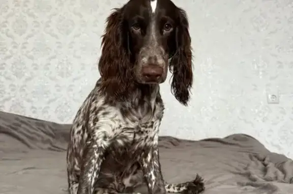 Пропала собака, пр. Победы 200, Череповец