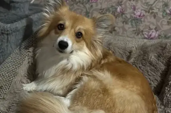 Пропала собака в Скуратовском, Тула