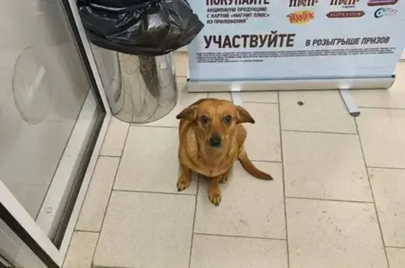 Объявления о пропавших и найденных животных, Саратов, фото: Собака найдена: Оржевского 7, Саратов