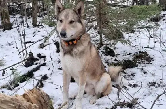 Пропала собака, Вологодская обл.