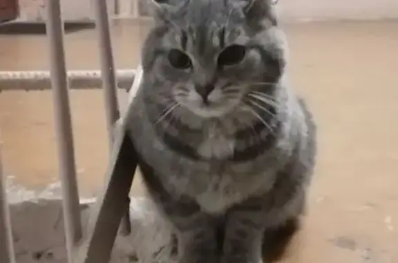 Найденные животные Котлас, фото: Кошка найдена: ул. Кирова, 64, Котлас