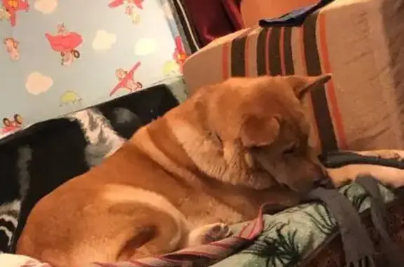 Найдена собака, Вавиловец, фото: Собака найдена, Андреевская 2, Вавиловец