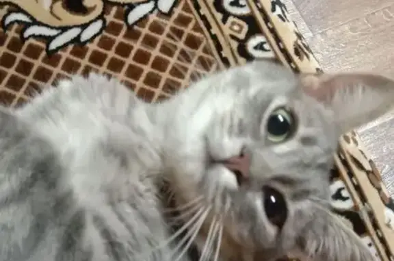 Пропала серая кошка, Луговая ул., 35