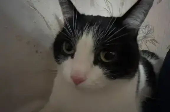 Пропала кошка, Красноуральская ул., Казань