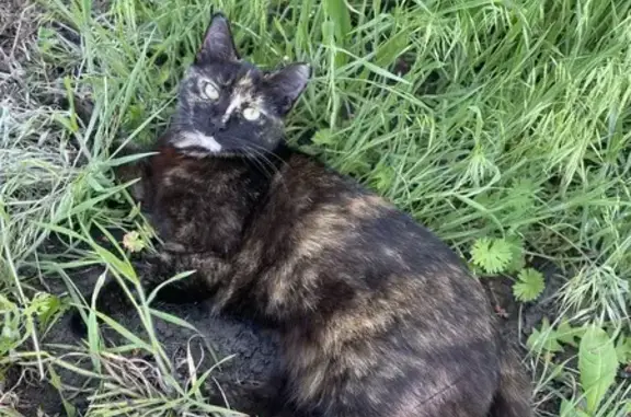 Кошки потеряшки, Стрелецкое, фото: Потеряшка кошка, Стрелецкое, Белгородская обл.