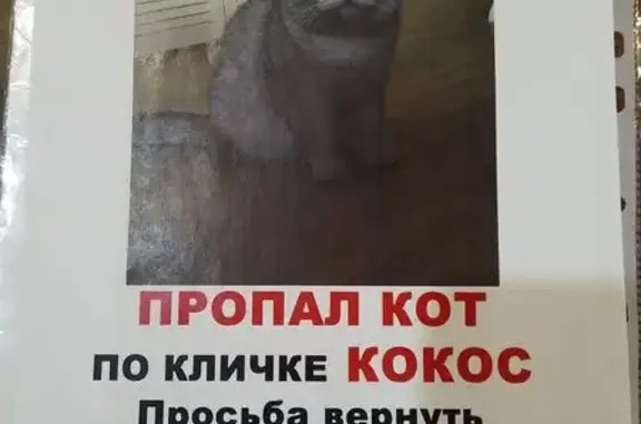 Пропала кошка, Машиностроитель, МО