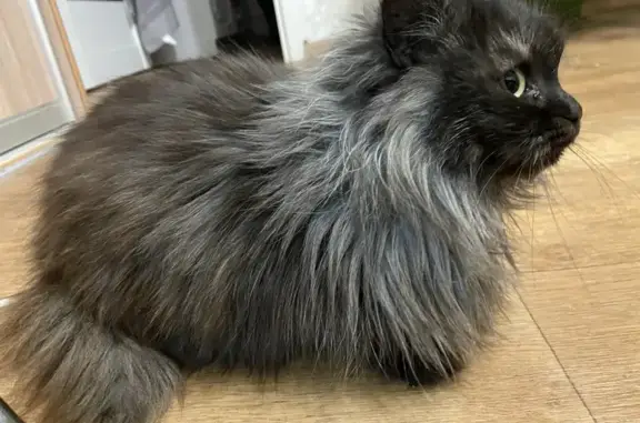 Найдена кошка, Ульяновск, фото: Найдена серая кошка, Нариманова 100