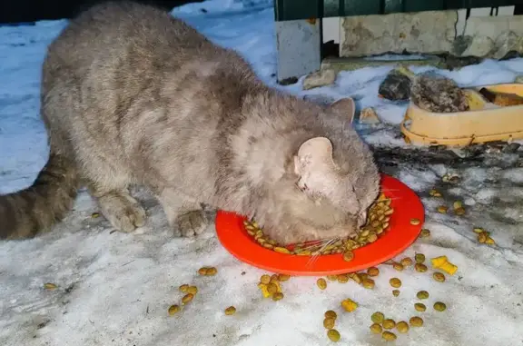 Найдена кошка, Пенза, фото: Кошка найдена, ул. Садовое Кольцо, Пенза