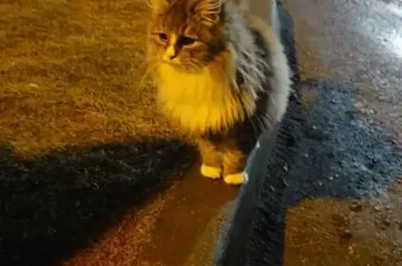 Найдена кошка, Ярославль, фото: Кошка найдена: Короленко 3 к2, Ярославль