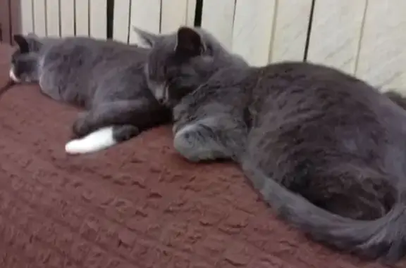 Пропала кошка, пл. Минина, Нижний Новгород