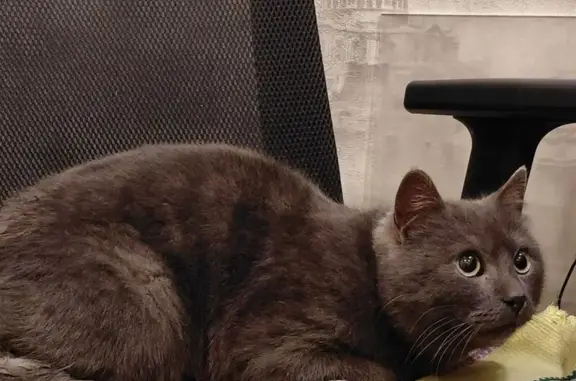 Объявления о пропавших и найденных животных, Липецк, фото: Кошка найдена на ул. Хренникова, Липецк