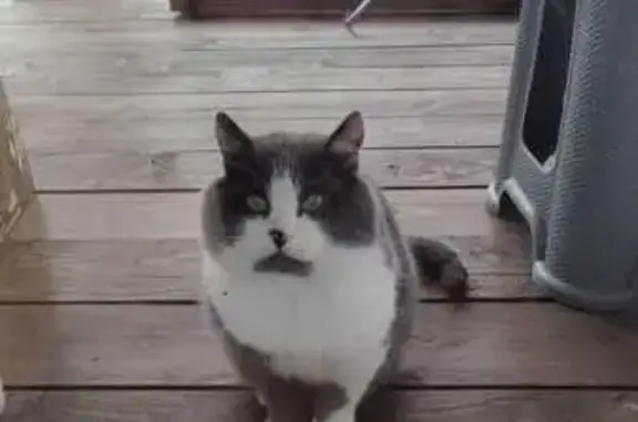 Кошки потеряшки, Стрелецкое, фото: Потеряшка кошка, Стрелецкое, Белгородская обл.