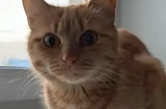 Пропала кошка в Старой Андреевке, Пенза