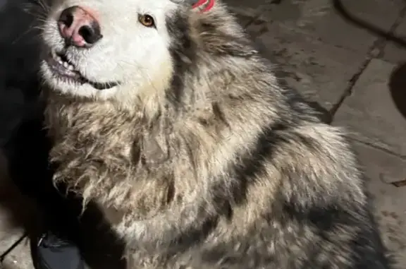 Найдена собака, Скляевское, фото: Собака найдена у дороги 20Н-3-25, Скляево