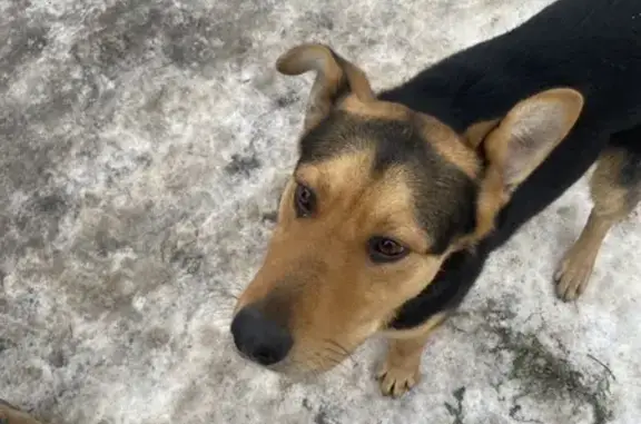 Найдена собака, Тамбов, фото: Собака найдена: ул. Победы, 2, Тамбов