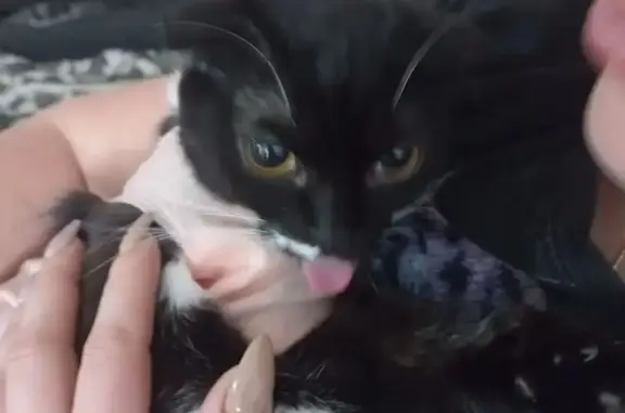 Пропала кошка ул. Сергея Шило, 241