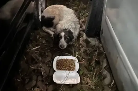 Найдена собака, Москва, фото: Собака найдена: Ясеневая ул., 48, Москва