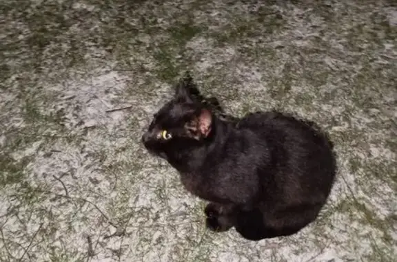 Найдена кошка, Волгоград, фото: Кот найден у 