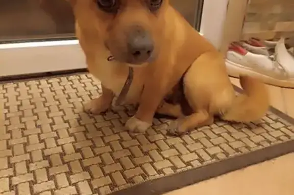 Найдена собака, Воронеж, фото: Найдена собака на Рязанской, 48, Воронеж