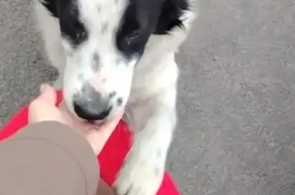 Найдена собака, Ростов-на-Дону, фото: Собака найдена: Художественная 13, Ростов