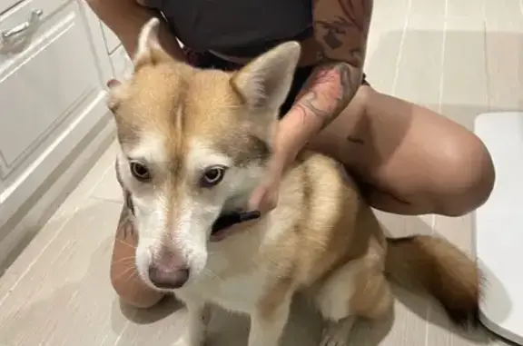 Объявления о пропавших и найденных животных, Стройкерамика, фото: Собака найдена: ул. Снычева, 14