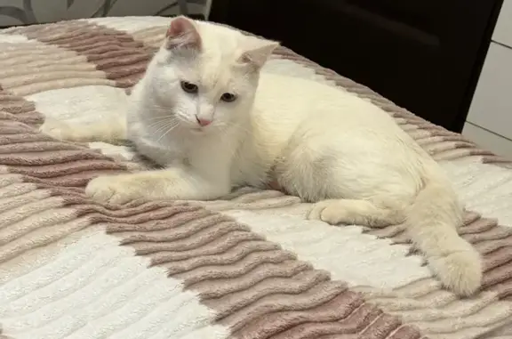 Найдена кошка, Санкт-Петербург, фото: Найдена кошка, ул. Оптиков, 52 к1, СПб