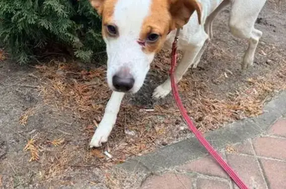 Найдена собака, Воронеж, фото: Собака найдена: ул. Суворова, Воронеж