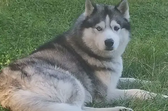 Собаки потеряшки, Тверь, фото: Потеряшка собака, Новочеркасская ул. 56