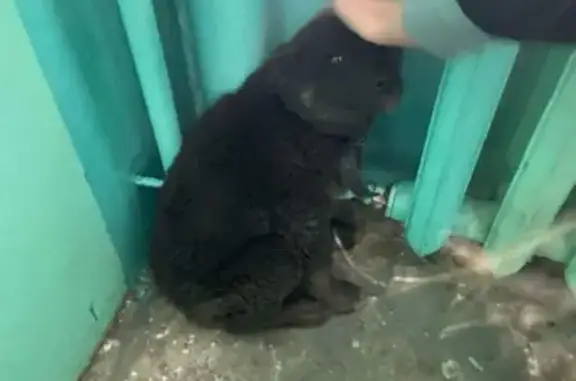 Найдена собака, ул. Чкалова 176, Чита